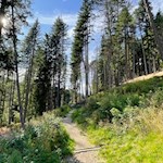 Der Familienwanderweg führt durch den Wald