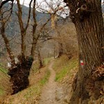 Durch lichte Kastanienhaine in Richtung Barbianer Wasserfälle