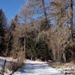 Im Winter legt die Lärche ihre Nadeln ab, da über diese ihr nunmehr rares Wasser verdunsten würde