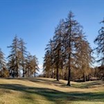 Teile der Wanderung führen durch die Lärchenwiesen des Salten