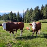 In den saftigen Weidewiesen grasen zufriedene Kühe