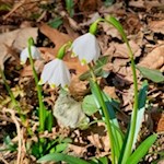 Bereits Ende Februar sprießen im Frühlingstal tausende Märzenbecher aus dem Boden