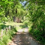 Die Wanderung zur Ramitzler Schwaige führt durch den Wald