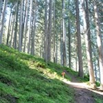 Im steten Anstieg durch den Wald