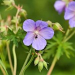 Wild geranium by the wayside