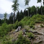 Der Weg zur Lanzwiesenalm führt durch einen friedvollen Nadelwald