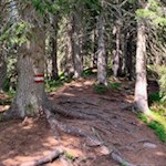 Durch den wurzelbeschlagenen Wald zur Laureiner Alm