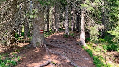 Durch den wurzelbeschlagenen Wald zur Laureiner Alm