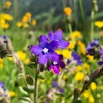 Frühlingswiese bei Telfes