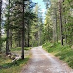 Große Teile des Weges führen durch den Wald