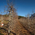 Von Unterinn zu den Erdpyramiden auf dem Ritten