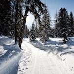 Im sanften Anstieg führt der Winterwanderweg nach Heiligkreuz
