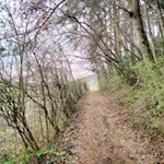 Durch einen lichten Hain zur Ganne