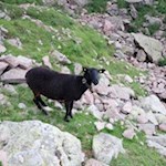 Auf und um das Rittner Horn grasen zahlreiche wollige Schafe