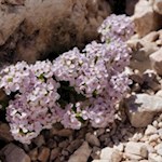 Steinröschen am Wegesrand