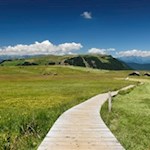 In den ausgedehnten Almwiesen der Seiser Alm gedeiht eine außergewöhnliche Blumenvielfalt