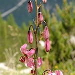 Ein Juwel der Dolomiten: die geschützte Türkenbundlilie