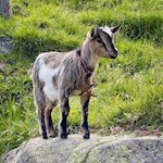 Kecke Ziege nahe der Pranter Stadlhütte