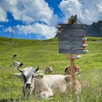 Friedvolle Idylle am Ratschinger Almenweg