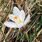 Im Frühling gedeihen zahlreiche Krokusse in den Wiesen um Völser Aicha