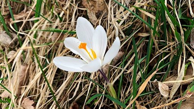 Im Frühling gedeihen zahlreiche Krokusse in den Wiesen um Völser Aicha