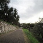 Die Auffahrt auf den Monte Brione wird von Olivenbäumen gesäumt