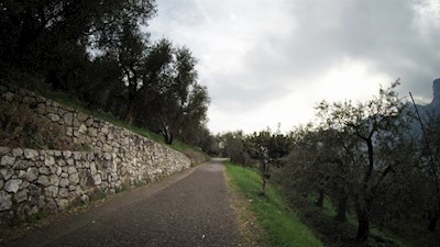 Die Auffahrt auf den Monte Brione wird von Olivenbäumen gesäumt