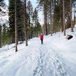 Durch den winterlichen Wald zur Ochsenhütte