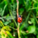Im Frühling tummeln sich zierliche Marienkäfer in den Tierser Wiesen