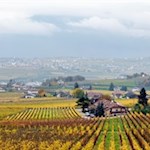 Der Gasthof Steinegger wird von bunten Weinreben umsäumt