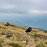 Den Sommer über labt sich das Weidevieh an den Hängen des Terner Jöchl