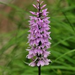 La delicata orchidea prospera anche nella Valle d'Anna