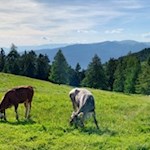Zufrieden weidende Kühe am Wegesrand zur Gstatsch Schwaige