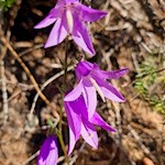 Glockenblumen am Wegesrand