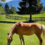 Haflinger nahe der Leadner Alm