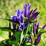 Auch der Schwalbenschwanzenzian gedeiht in den saftigen Bergwiesen