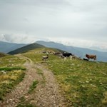 Nicht nur die Wanderer genießen die friedvolle Stille der abgeschiedenen Almlandschaft