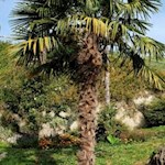 Am Tappeinerweg gedeiht eine üppige Vielfalt alpiner und mediterraner Pflanzen