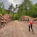 Durch schütteren Wald nach St. Hippolyt