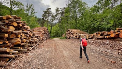 Durch schütteren Wald nach St. Hippolyt