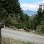 Der Waldweg zur Lanzwiesenalm quert mehrmals den breiten Forstweg