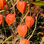 Der Herbst zaubert bunte Farben in die Natur