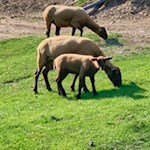 Weidende Schafe bei Mareit