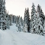 Die Natur scheint in einen tiefen Winterschlaf gefallen zu sein