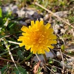 Even in autumn individual flowers bloom at the wayside