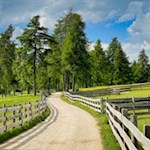Sanft zieht sich der Wanderweg durch die Lärchenwiesen des Salten
