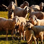 Pecore della val di Funes