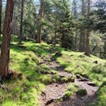 Im steten Anstieg durch den Wald