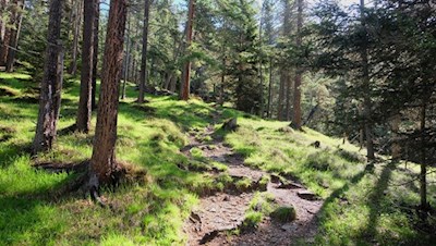 Im steten Anstieg durch den Wald