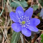 Im Frühling gedeihen zarte Leberblümchen in den Eisacktaler Wiesen und Wäldern
